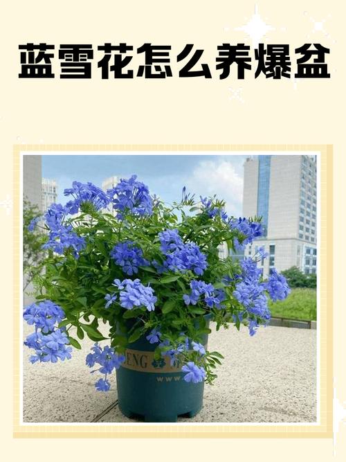 蓝雪花怎么养？蓝雪花怎么养成棒棒糖状态？-第5张图片-优品飞百科