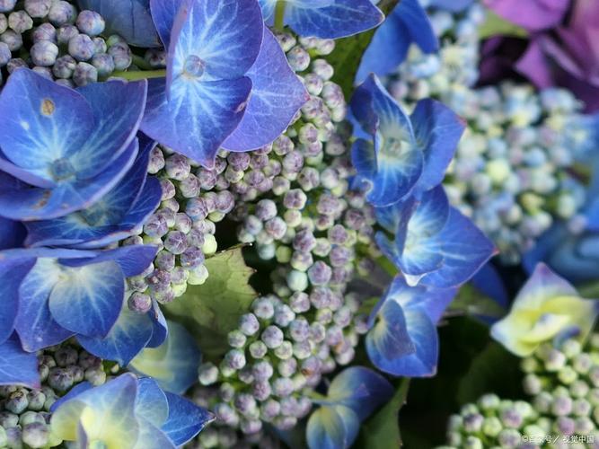 蓝雪花怎么养？蓝雪花怎么养成棒棒糖状态？-第6张图片-优品飞百科