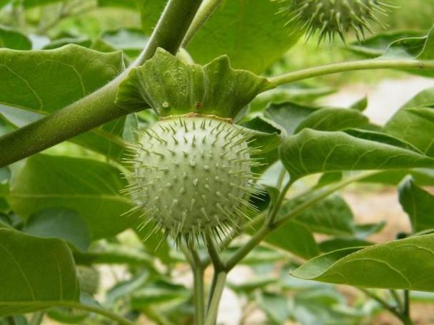 牵牛花有毒吗？牵牛花有毒吗毒性大吗？-第3张图片-优品飞百科