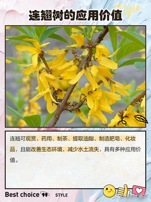 东北连翘的养殖方法？东北连翘是什么意思？-第3张图片-优品飞百科