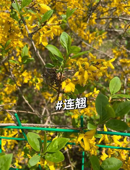 东北连翘的养殖方法？东北连翘是什么意思？-第5张图片-优品飞百科