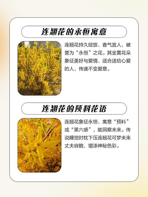 东北连翘的养殖方法？东北连翘是什么意思？-第6张图片-优品飞百科