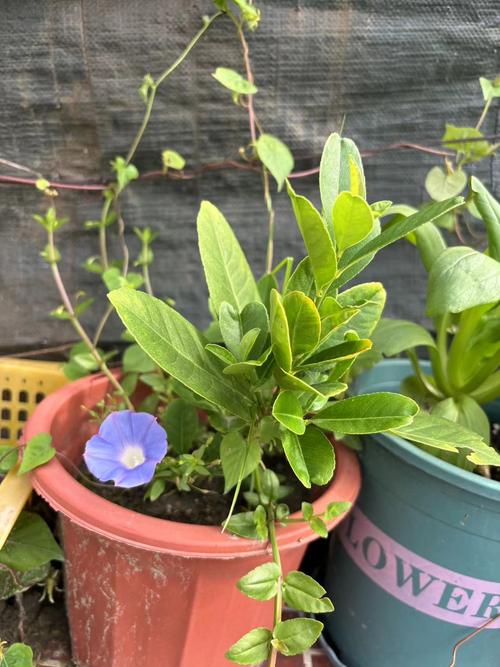 牵牛花可不可以放在室内养，牵牛花可以养在家里吗？