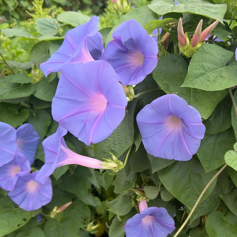 牵牛花可不可以放在室内养，牵牛花可以养在家里吗？-第2张图片-优品飞百科