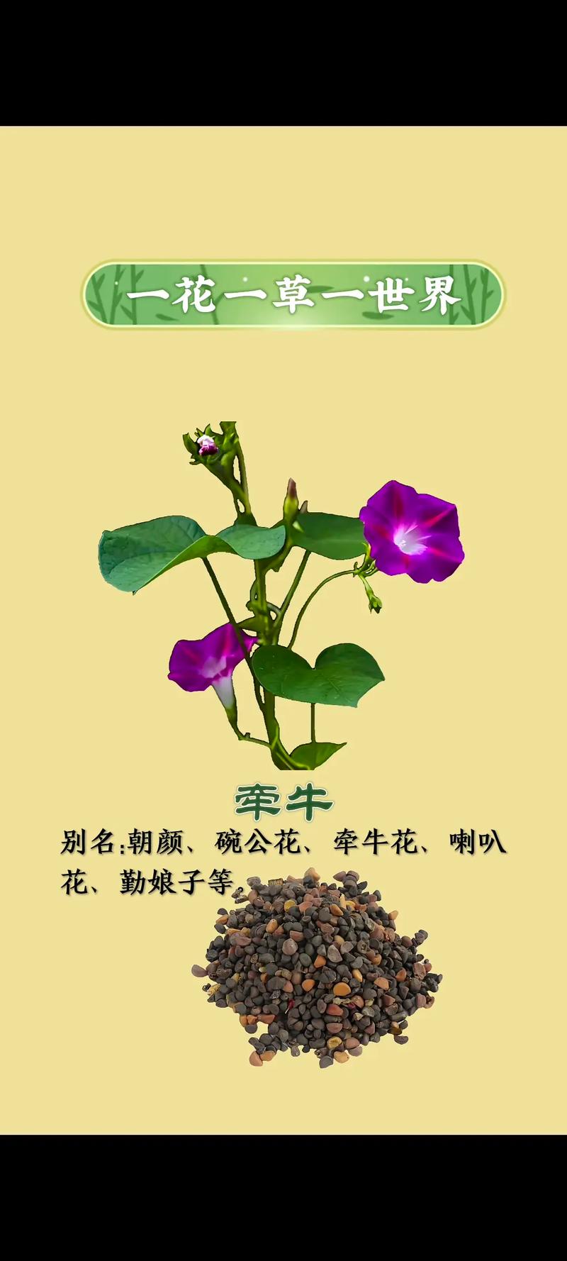 牵牛花可不可以放在室内养，牵牛花可以养在家里吗？-第3张图片-优品飞百科