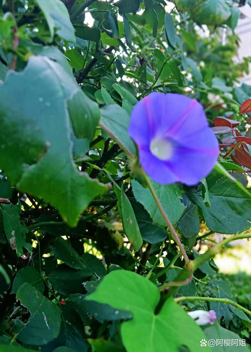 牵牛花可不可以放在室内养，牵牛花可以养在家里吗？-第4张图片-优品飞百科