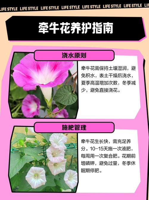 牵牛花可不可以放在室内养，牵牛花可以养在家里吗？-第5张图片-优品飞百科