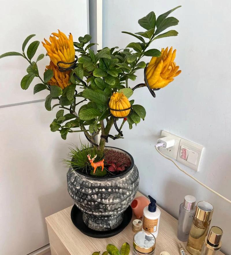前十镇宅辟邪的花卉？前十镇宅辟邪的植物？