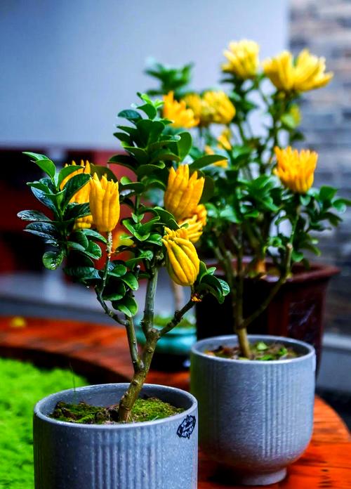 前十镇宅辟邪的花卉？前十镇宅辟邪的植物？-第3张图片-优品飞百科