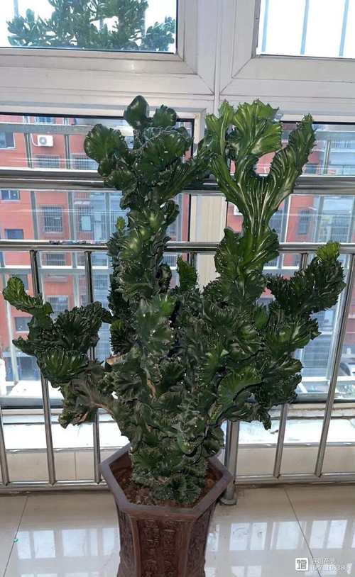 前十镇宅辟邪的花卉？前十镇宅辟邪的植物？-第6张图片-优品飞百科