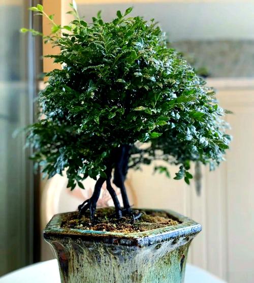 前十镇宅辟邪的花卉？前十镇宅辟邪的植物？-第7张图片-优品飞百科
