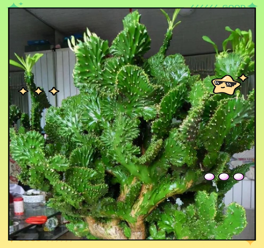 前十镇宅辟邪的花卉？前十镇宅辟邪的植物？-第8张图片-优品飞百科