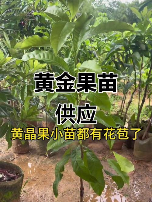 黄金果（乳茄）常见问题及解决办法，黄金果乳茄功效