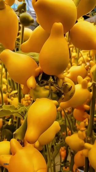 黄金果（乳茄）常见问题及解决办法，黄金果乳茄功效-第3张图片-优品飞百科