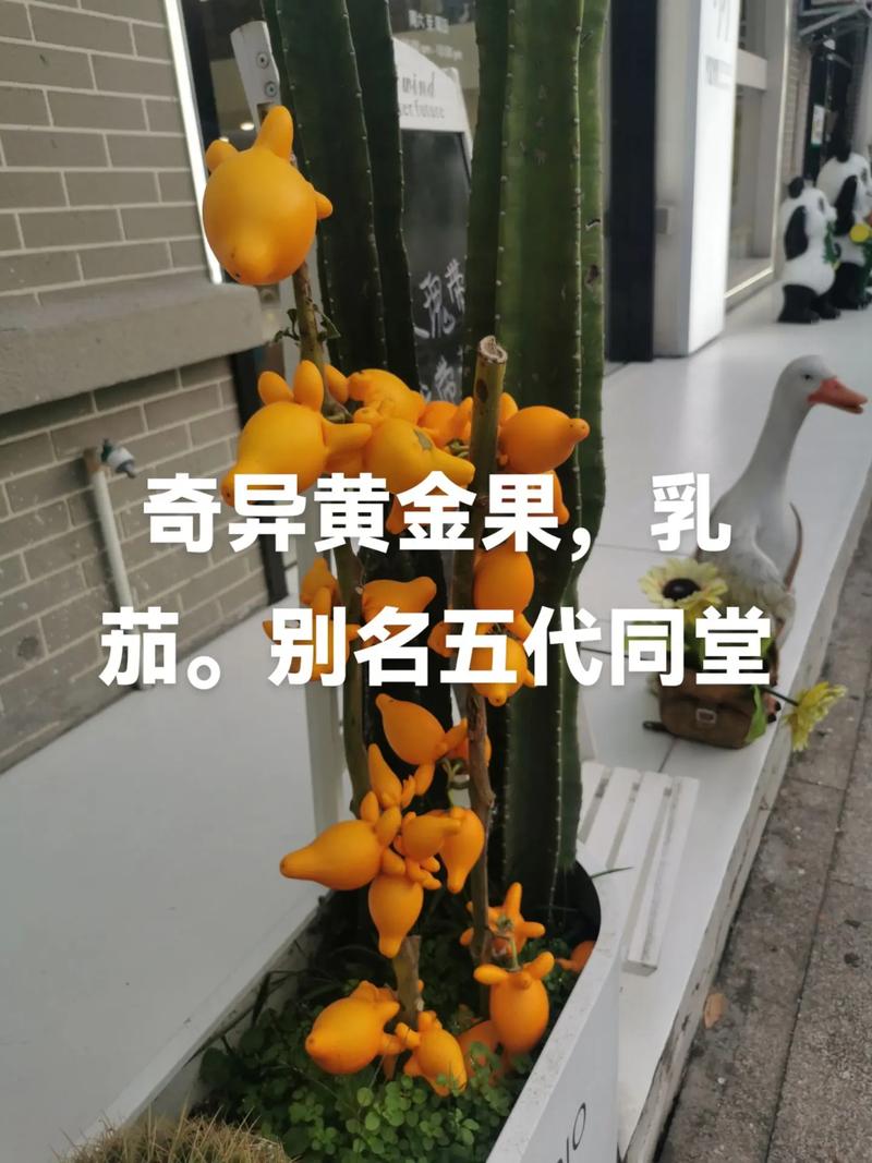 黄金果（乳茄）常见问题及解决办法，黄金果乳茄功效-第5张图片-优品飞百科