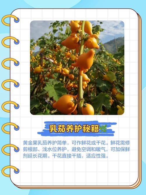 黄金果（乳茄）常见问题及解决办法，黄金果乳茄功效-第6张图片-优品飞百科