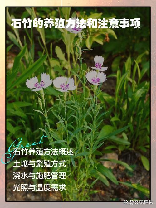 石竹梅有毒吗，能在家养吗？？石竹梅能吃吗？
