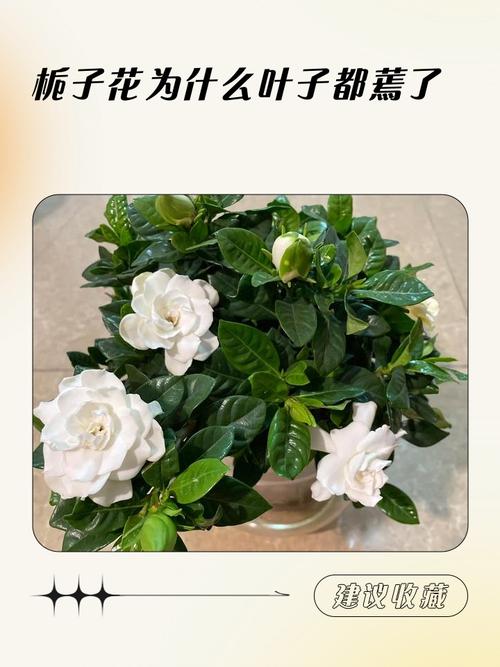 为什么栀子花叶子蔫了？为什么栀子花叶子蔫了呢？