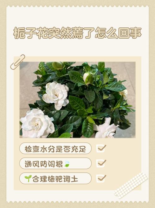 为什么栀子花叶子蔫了？为什么栀子花叶子蔫了呢？-第4张图片-优品飞百科