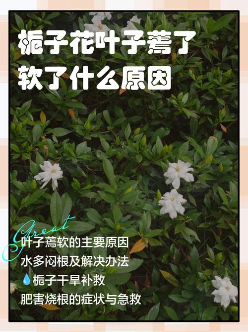 为什么栀子花叶子蔫了？为什么栀子花叶子蔫了呢？-第5张图片-优品飞百科