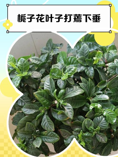为什么栀子花叶子蔫了？为什么栀子花叶子蔫了呢？-第6张图片-优品飞百科