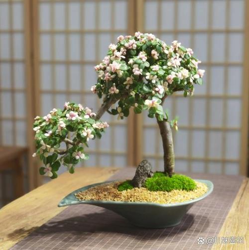 金枝玉叶什么时候开花，金枝玉叶为啥不开花-第2张图片-优品飞百科