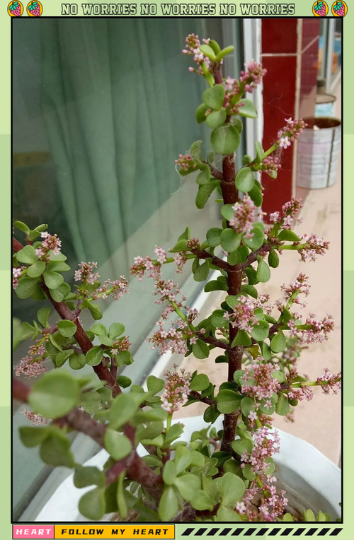 金枝玉叶什么时候开花，金枝玉叶为啥不开花-第3张图片-优品飞百科