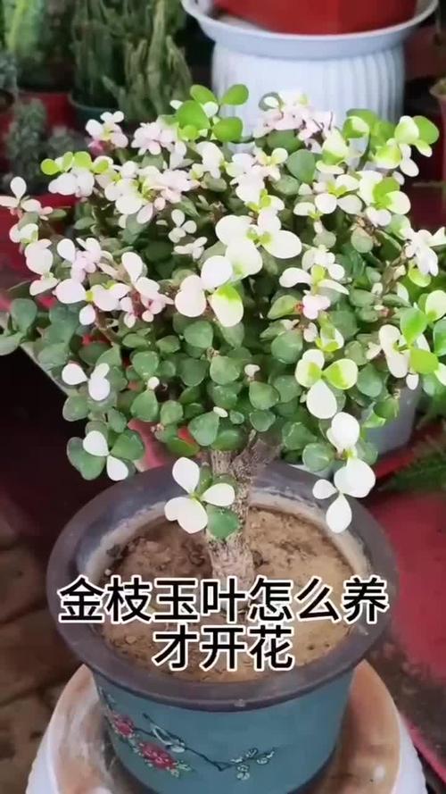 金枝玉叶什么时候开花，金枝玉叶为啥不开花-第5张图片-优品飞百科