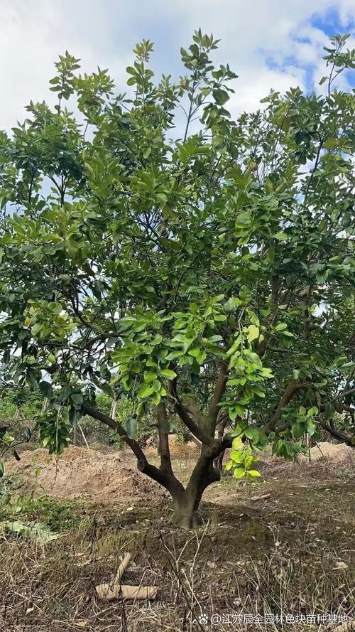 柚子北方可以种植吗？柚子北方可以种植吗冬天？