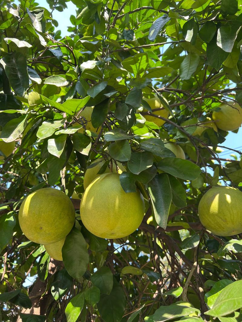 柚子北方可以种植吗？柚子北方可以种植吗冬天？-第3张图片-优品飞百科