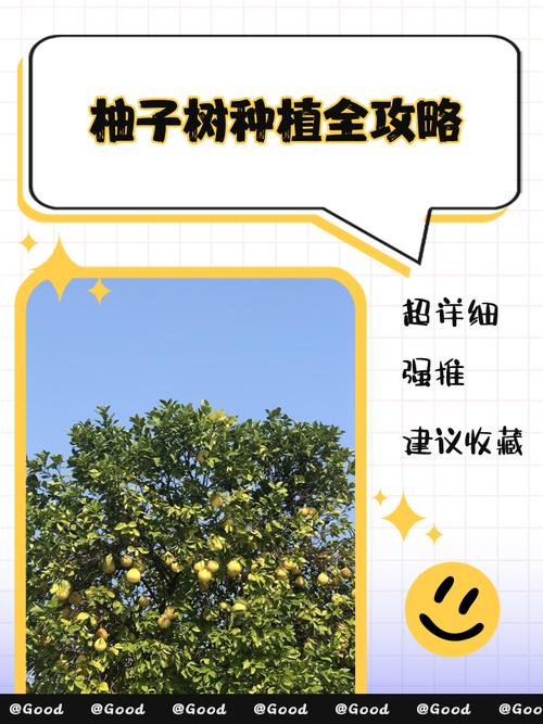 柚子北方可以种植吗？柚子北方可以种植吗冬天？-第5张图片-优品飞百科