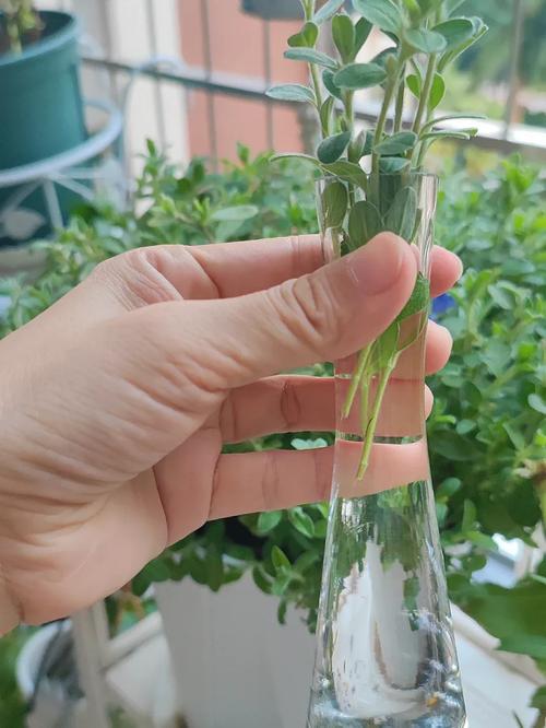 长春花怎么养，长春花怎么养才安全？