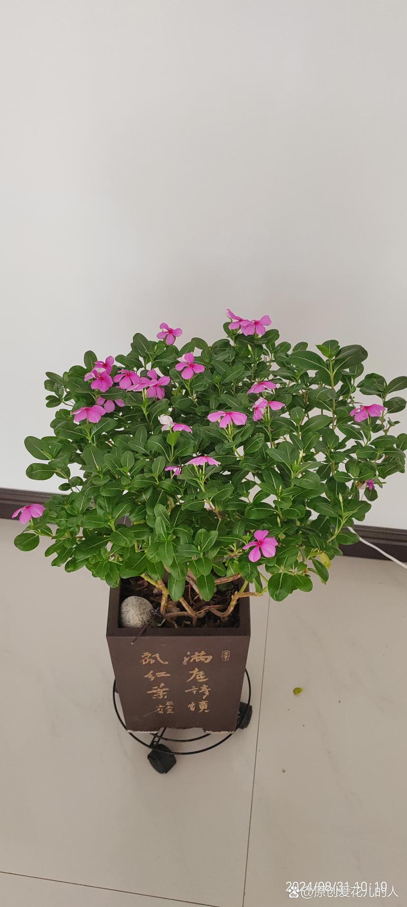 长春花怎么养，长春花怎么养才安全？-第3张图片-优品飞百科
