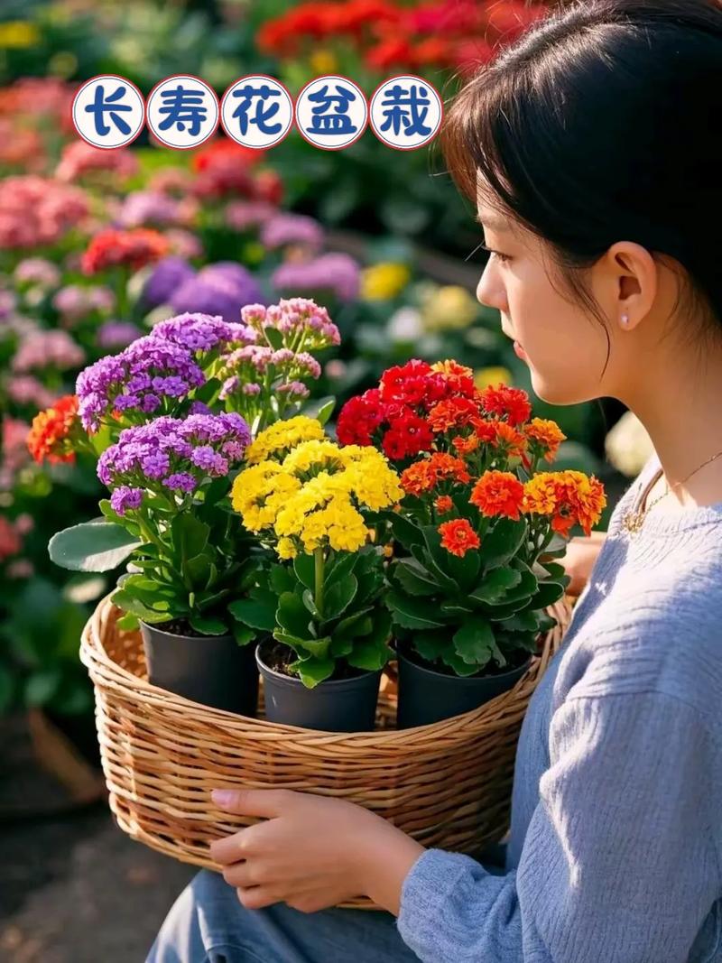 长春花怎么养，长春花怎么养才安全？-第4张图片-优品飞百科