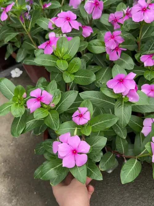 长春花怎么养，长春花怎么养才安全？-第5张图片-优品飞百科