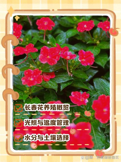 长春花怎么养，长春花怎么养才安全？-第6张图片-优品飞百科