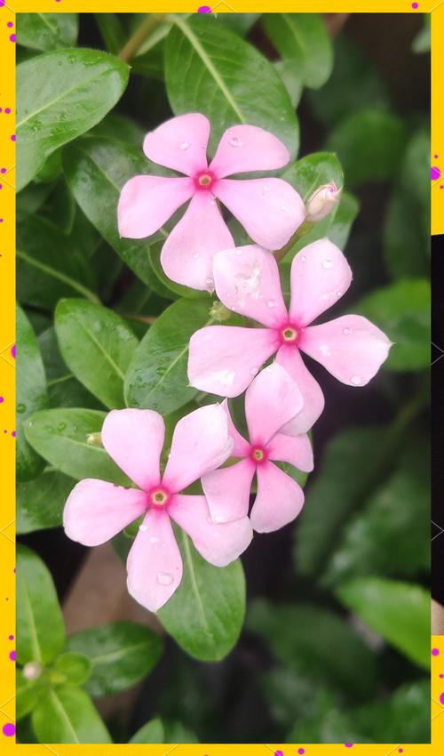 长春花怎么养，长春花怎么养才安全？-第7张图片-优品飞百科