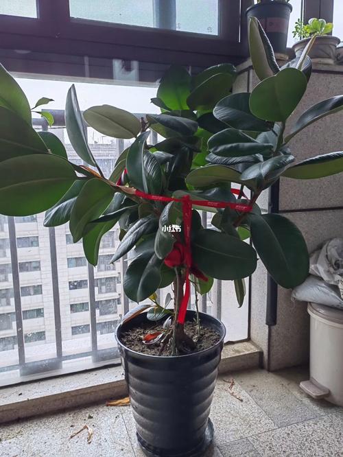 橡皮树长得太高怎么办，怎么修剪，橡皮树长的太高,可以剪根部吗？