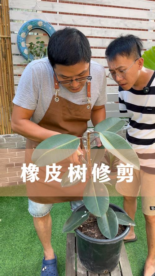 橡皮树长得太高怎么办,怎么修剪,橡皮树长的太高,可以剪根部吗?-第2张图片-优品飞百科 橡皮树长得太高怎么办,怎么修剪,橡皮树长的太高,可以剪根部吗?-第2张图片-优品飞百科
