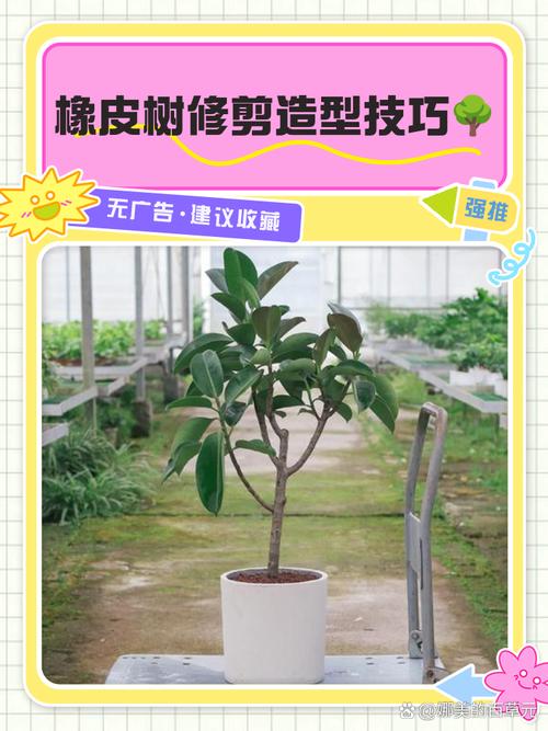 橡皮树长得太高怎么办,怎么修剪,橡皮树长的太高,可以剪根部吗?-第4张图片-优品飞百科 橡皮树长得太高怎么办,怎么修剪,橡皮树长的太高,可以剪根部吗?-第4张图片-优品飞百科