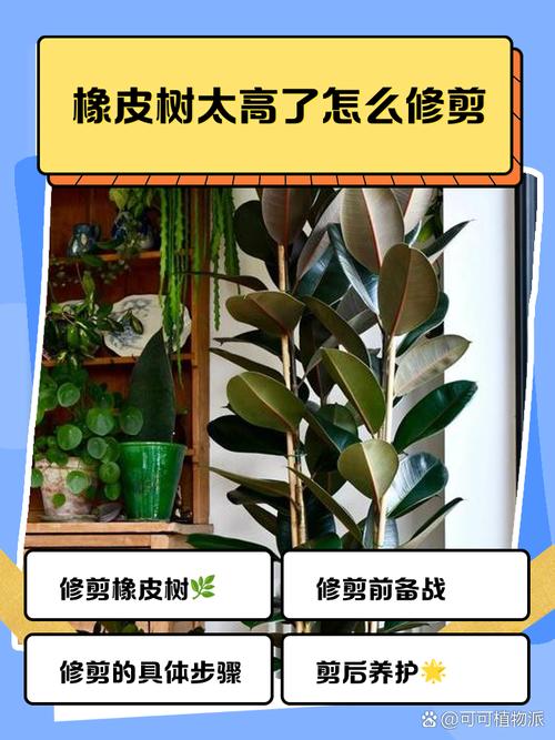 橡皮树长得太高怎么办,怎么修剪,橡皮树长的太高,可以剪根部吗?-第7张图片-优品飞百科 橡皮树长得太高怎么办,怎么修剪,橡皮树长的太高,可以剪根部吗?-第7张图片-优品飞百科
