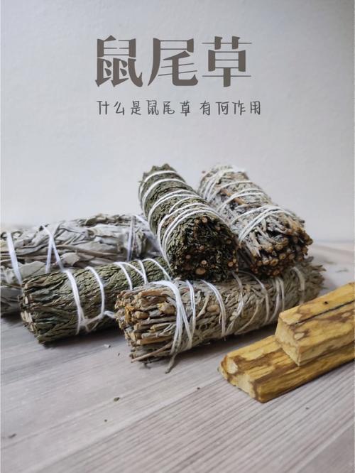 鼠尾草的食用和药用作用，鼠尾草的作用与功效与作用-第2张图片-优品飞百科