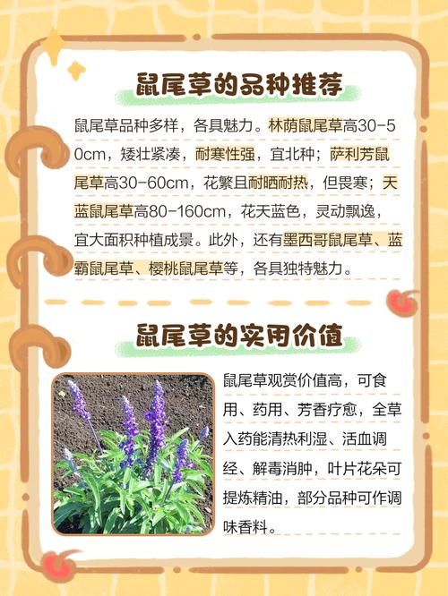 鼠尾草的食用和药用作用，鼠尾草的作用与功效与作用-第3张图片-优品飞百科