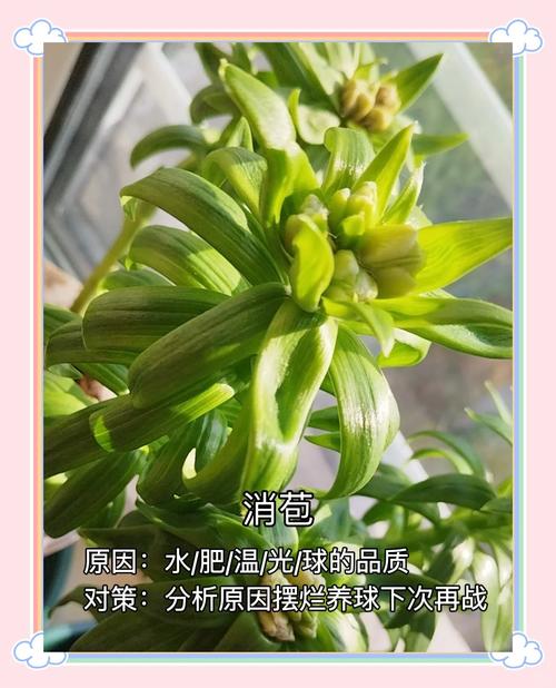 为什么盆栽花卉叶子容易发黄？？盆栽花叶发黄啥原因？-第2张图片-优品飞百科