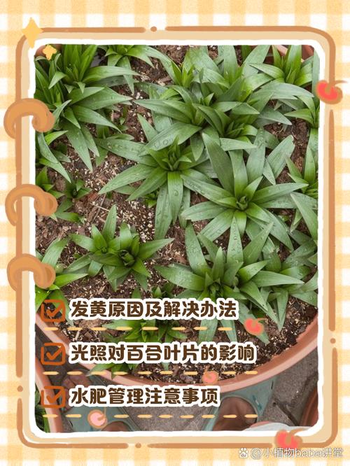 为什么盆栽花卉叶子容易发黄？？盆栽花叶发黄啥原因？-第3张图片-优品飞百科