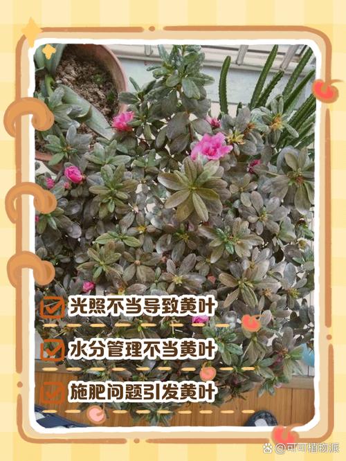 为什么盆栽花卉叶子容易发黄？？盆栽花叶发黄啥原因？-第4张图片-优品飞百科
