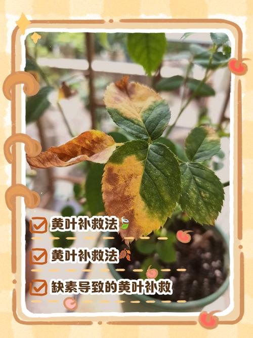 为什么盆栽花卉叶子容易发黄？？盆栽花叶发黄啥原因？-第5张图片-优品飞百科