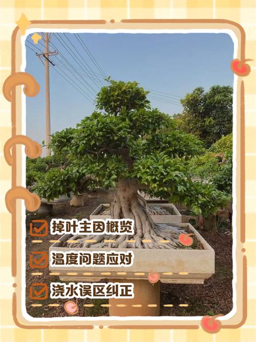 家里为什么不能养榕树？为什么家里不摆榕树盆景？-第2张图片-优品飞百科