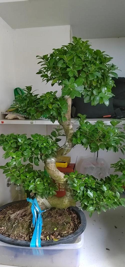 家里为什么不能养榕树？为什么家里不摆榕树盆景？-第3张图片-优品飞百科