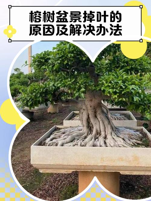 家里为什么不能养榕树？为什么家里不摆榕树盆景？-第7张图片-优品飞百科